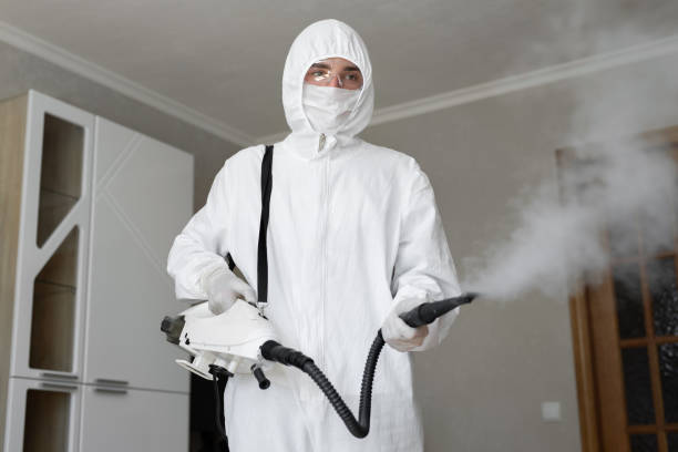 Reliable Lesslie, SC Mold Removal Solutions